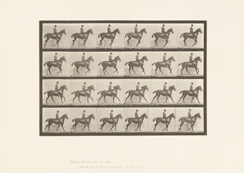 Placa 616. Canter; Saddle; Bay Horse Daisy