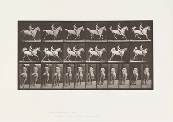 Placa 622. Canter; Selim; Cavaleiro, 43 anos, Nu; cavalo cinzento Smith, 1885
