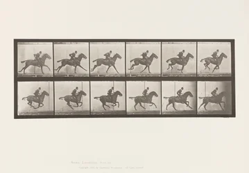 Placa 624. Galope; Sela; Margarida Bay Horse Daisy