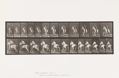 Placa 630. Galope; Sela; Égua Cinzenta Pandora