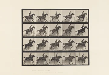 Placa 638. Saltar a Hurdle; Saddle; Bay Horse Horse Daisy