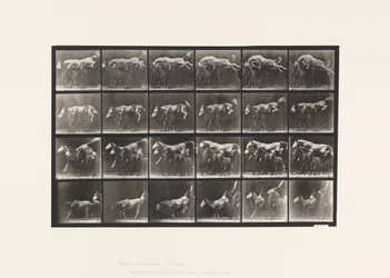 Placa 648. Saltando Sobre Três Cavalos; A,B; Chestnut Horse Hornet