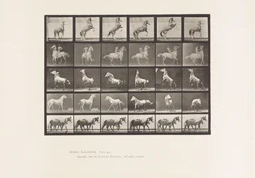 Placa 652. A, B, C, D, E, Criação de Cavalos, etc.