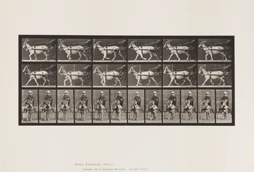 Placa 678. Cabra; Trotting, em Sulky