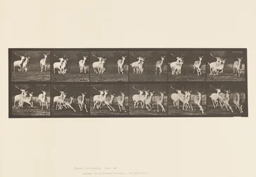 Placa 688. Veado de Poupa; Buck e Grupo de Fazes; Galloping
