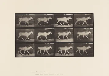 Placa 696. Eland, Trotting