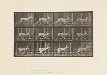 Placa 698. Antílope; Galloping