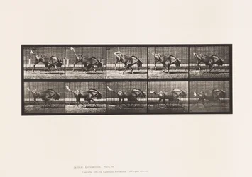 Placa 702. Gnu; Bucking e Galloping