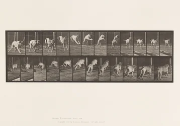 Placa 712. Cão; Jumping Hurdle; Mastiff, Dread