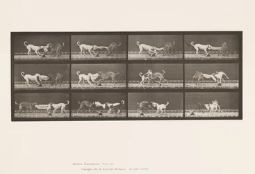 Placa 715. Cães; Três, Puxar uma toalha, Ike, Maggie, etc.