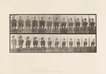 Prato 742. Camelo Bactriano; A, Racking; B, Galloping