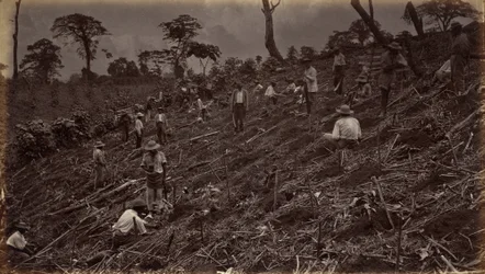 Estabelecendo uma plantação de café em Antigua de Guatemala