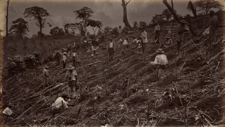 Instalação de uma plantação de café em Antigua de Guatemala