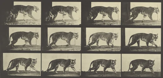 Tiger Walking, Placa 729 de Locomoção de Animais, 1887