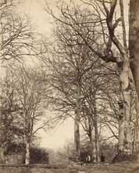 Faia da Rainha Adelaide, 1864