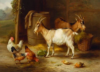 Galinhas e cabras à porta de um celeiro