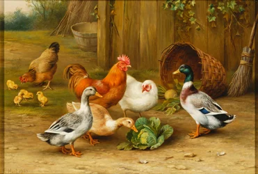 Patos e galinhas num quintal