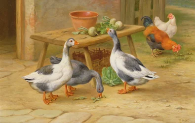 Alimentação de gansos e aves de capoeira