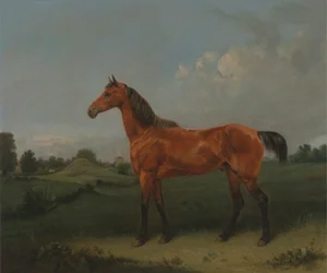 Um cavalo de baía num campo