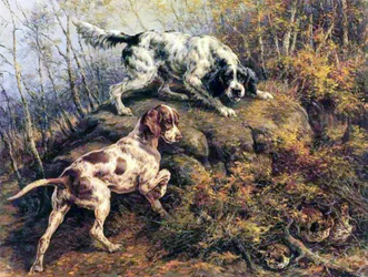 Pointer, setter e galo-lira