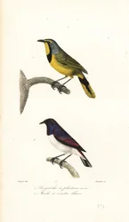 Bokmakierie e estorninho com costas violetas.