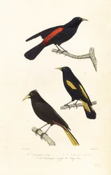 Espécies de cacique e oropendola com crista.