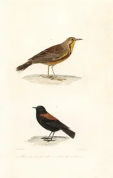 Cabo longclaw e negrito patagónico.