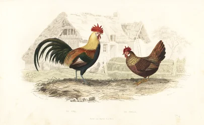 Galo e galinha, Phasianus gallus