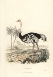 A avestruz comum, Struthio camelus.