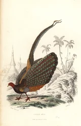 Grande argus, Argusianus argus, vulnerável.