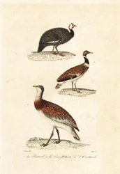 Guineafowl e abetardas.