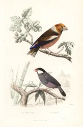 Hawfinch e pardal de Java.