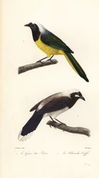 Inca jay e Cayenne jay.
