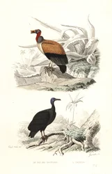 Abutre rei e abutre peru.