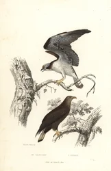 Águia-pesqueira e águia-de-cauda-branca.