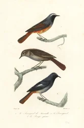 Rabirruivo-de-testa-branca, rouxinol-russo e rabirruivo-preto