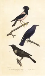 Anel ouzel, tordo de rocha azul e estorninho cor-de-rosa.