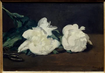 Ramo de peónias brancas e pintura de segurança de Edouard Manet (1832-1883) 1864 Dim. 0,31x0,46 m. Paris. Museu Orsay
