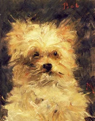Cabeça de um cão - Bob, 1876