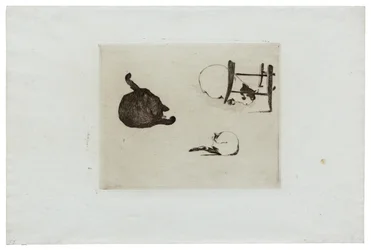 Os gatos
