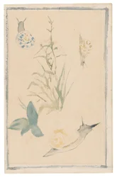 Manet - Esboços de caracóis, planta com flor, 1864-68