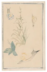 Esboços de caracóis, planta com flor