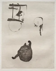 Os gatos