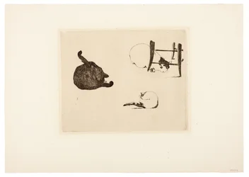 Os gatos