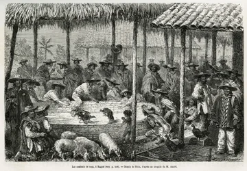 Luta de galos e animação de rua em Ibagué (Colômbia), desenho de Riou, para ilustrar o relato da América Equatorial (Colômbia, Equador, Peru), em 1875-1876, por Ed. André, viajante em missão para o governo francês. Gravura em Le Tour du Monde