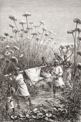 Dr. David Livingstone sendo carregado nos últimos quilômetros até a vila de Tchitammbo, na África, pouco antes de sua morte, ilustração de "O mundo nas mãos", gravada por Henri Theophile Hildibrand