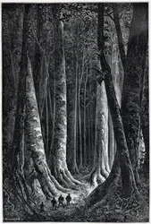 Floresta da Guiana Francesa, desenho de Riou, "Le Tour du Monde", 2º semestre. 1879.