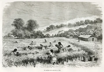Apanhando as folhas de coca no Vale de Ituata, desenho de E.Riou, para ilustrar a viagem na região de Titicaca e nos vales do leste do Baixo Peru, em 1873 por Paul Marcoy. Gravura em Le tour du monde