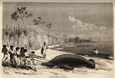 A captura de peixes-boi, em Mabuiso (Peru). Desenho de Riou, para ilustrar a viagem do Oceano Pacífico para o Oceano Atlântico