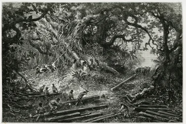 A exploração do mogno nas florestas da Cordilheira dos Andes. Gravura de Riou, para ilustrar a história "Viagem a Yucatan e à Terra de Lacandons", em 1882, de Desire Charnay (1828-1915) arqueólogo e fotógrafo. Publicado no Tour du monde nou